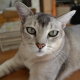 Asian cat: description and nature of the breed, its content