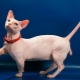 Bambino: description of cats and cats, care and feeding