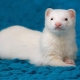 Ferrets: description and care tips