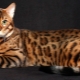 Bengal cat: features of the breed and character