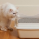 Bentonite litters for cat litter: pros, cons and choices