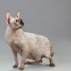 Pregnant Sphynx cats: characteristics, timing, care