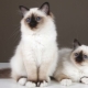 Burmese cats: features, choice and care