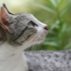 Brazilian shorthair cat: description of the breed and features of the content