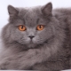 British Longhair cat: description, conditions of keeping and feeding features