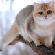 British chinchilla: color options for cats, character and content