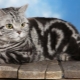 British tabby cats: varieties and content