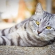British tabby cats: what do they look like, how to contain and name?