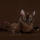 Burmese cat personality