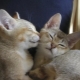 Burmilla: features of cats, living conditions and breeding