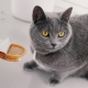 How to feed British cats?
