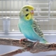 What to feed the budgerigar?