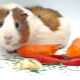 What can you feed your guinea pig?