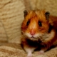 What do you need to keep a hamster?