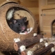 A house for a rat: how to choose and do it yourself?