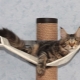 House and other equipment for Maine Coon