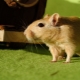 Domestic rodents: description, types and rules of keeping