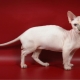 Dwelf: features of the breed and rules for caring for cats