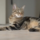 European cats: characteristics, choice and care rules