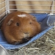 Hammock for guinea pig: how to choose and make it yourself?