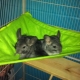 Chinchilla hammock: how to choose and do it yourself?