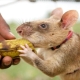 Gambian rat: description and maintenance at home