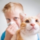 Hypoallergenic cats and cats: breeds, features of choice and maintenance