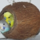 Budgerigar nest: selection features and manufacturing rules