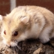 Campbell's hamster: breed features, maintenance and care