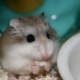 Roborovsky hamster: description, features of keeping and breeding