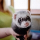 Ferrets at home: pros and cons, education and care