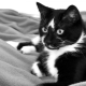 Names for cats and black and white cats