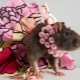 Names for rat girls