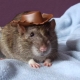 Names for boy rats