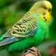 Names for budgies girls