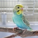 Names for budgies