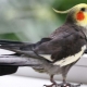 Interesting and beautiful names for the cockatiel parrot