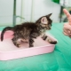 How to quickly train a kitten to use a litter box?