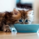 How and what to feed the cat?