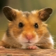 How to find a hamster in an apartment if he escaped from a cage?