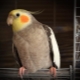 How to teach a cockatiel parrot to talk?