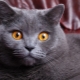 What to call a gray British female cat?