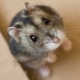 What is the name of the Dzungarian hamster?