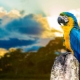 What to call a girl parrot?