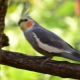 How to determine the age of a cockatiel parrot?