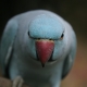 How to wean a parrot from biting?