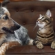 How to make friends with a dog in an apartment?