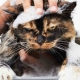 How to wash a cat if he is afraid of water and scratches?