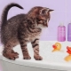 How to properly bathe a kitten for the first time and at what age can you start?