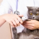 How to cut the claws of a cat and a cat with a nail clipper?